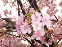 DSCF4138.JPG