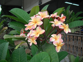 DSCF3816.JPG