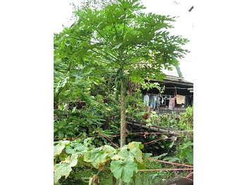 DSCF3849.JPG