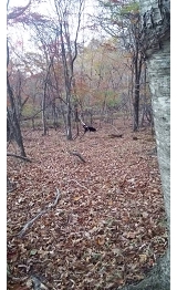 image1.jpeg