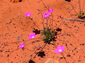 ３４砂漠の花3.jpg
