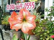 IMG_7534.JPG